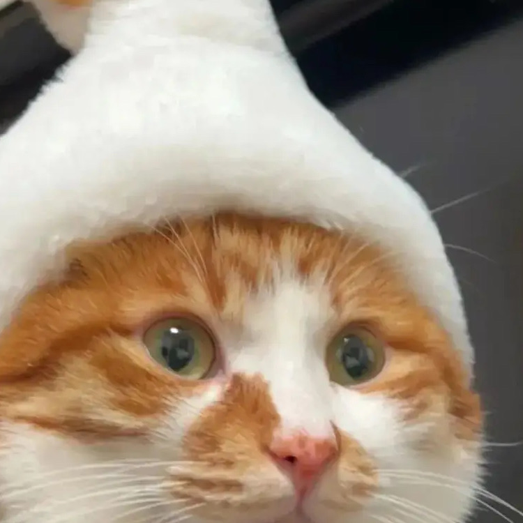 阿德萊德大學26s1新生誰還沒有組織