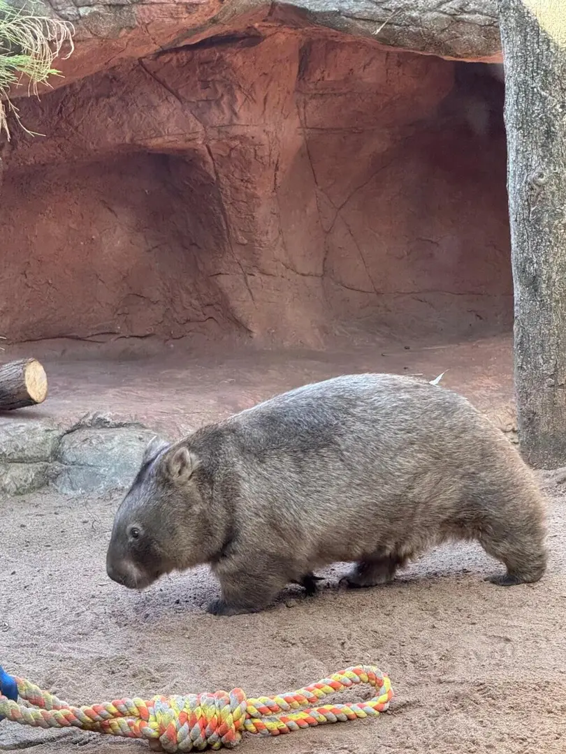 澳洲的考拉🐨真的是好可愛呀！！