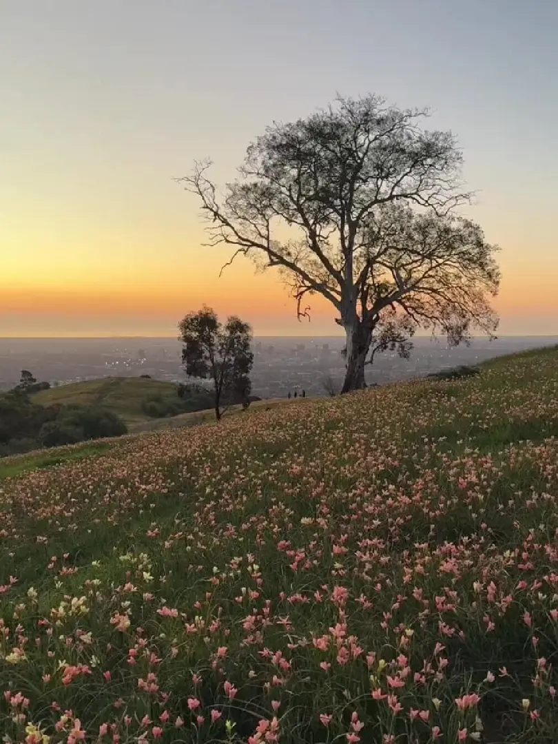 Mount Osmond｜阿德蕞值得來的山！！！