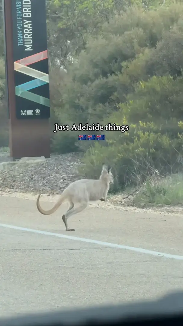 出門開車小心袋鼠🦘