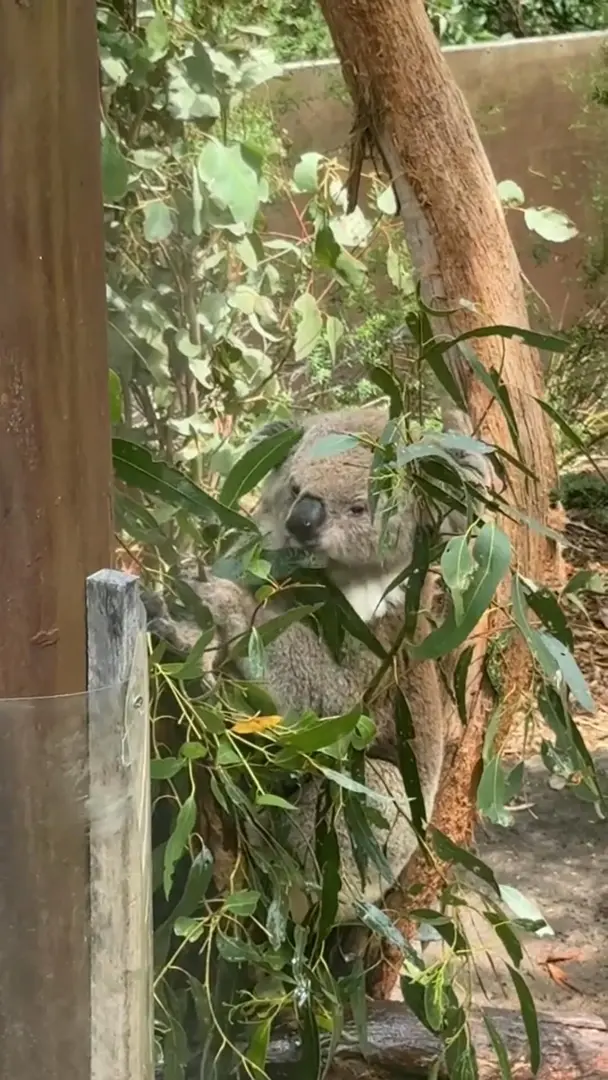 第一次看到考拉在動而不是在睡覺🐨🌿
