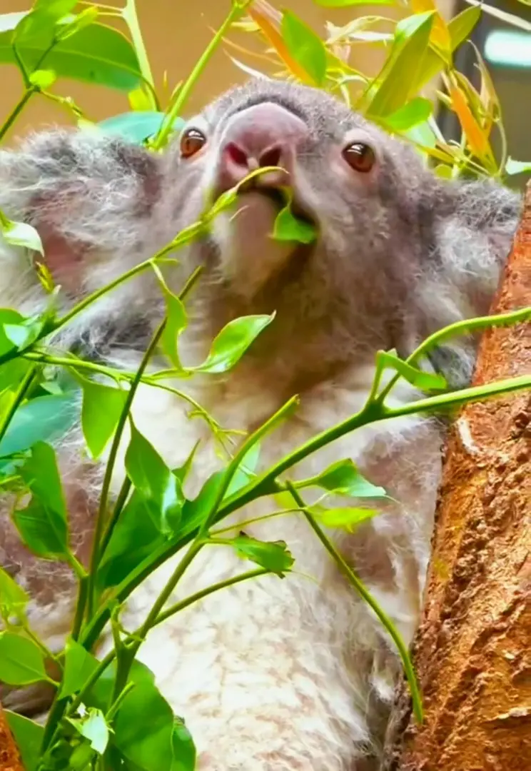 怎麼吃的這麼香～