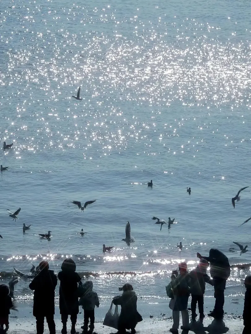 你說，海鷗是薯條🍟味兒的嗎？？