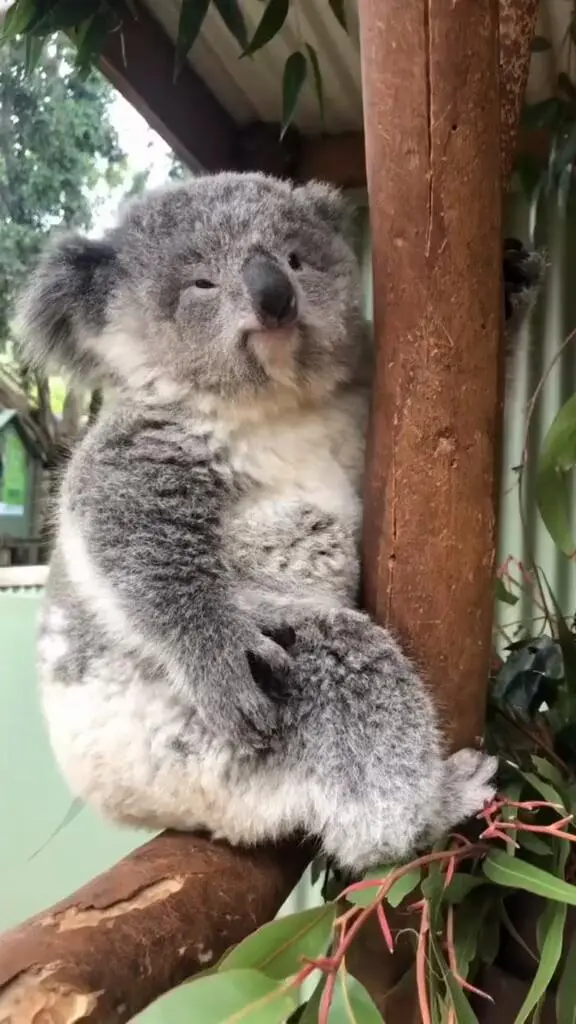 這小東西，呆呆得