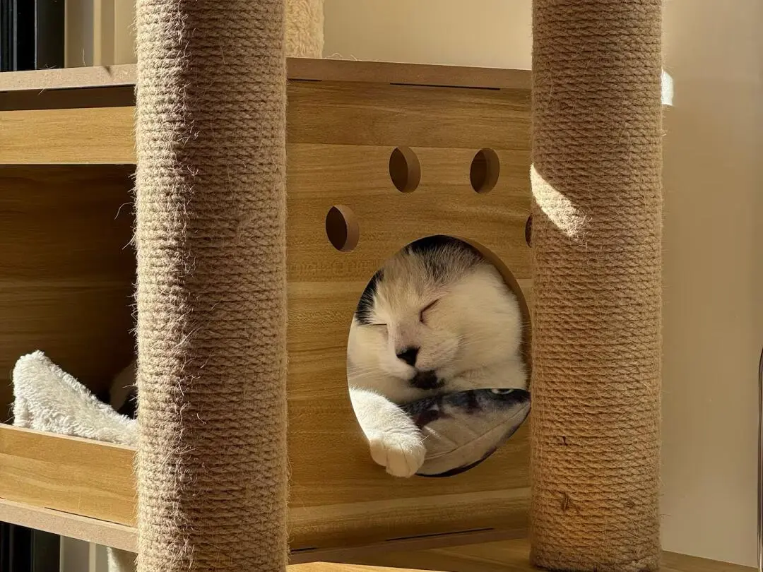 貓本｜舒適的貓屋～