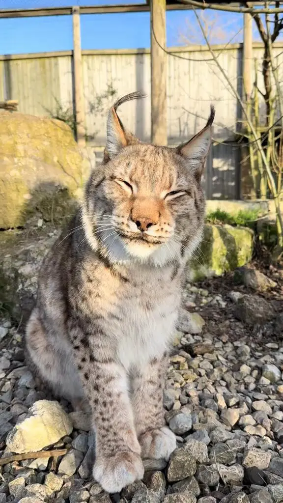 🐱「公園裡最漂亮的女孩」獎 💕