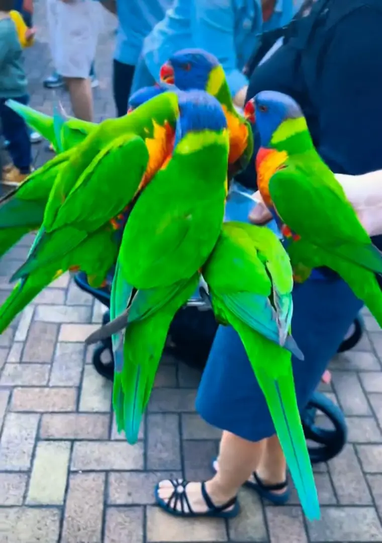 何曾見過羽毛這麼鮮艷靚麗鸚鵡🦜