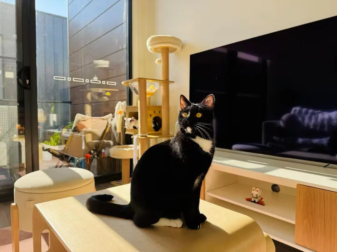 貓本｜舒適的貓屋～