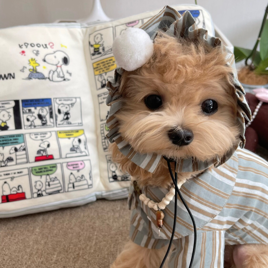 UAL附近女生合租小窩|全新裝修|Bill全包