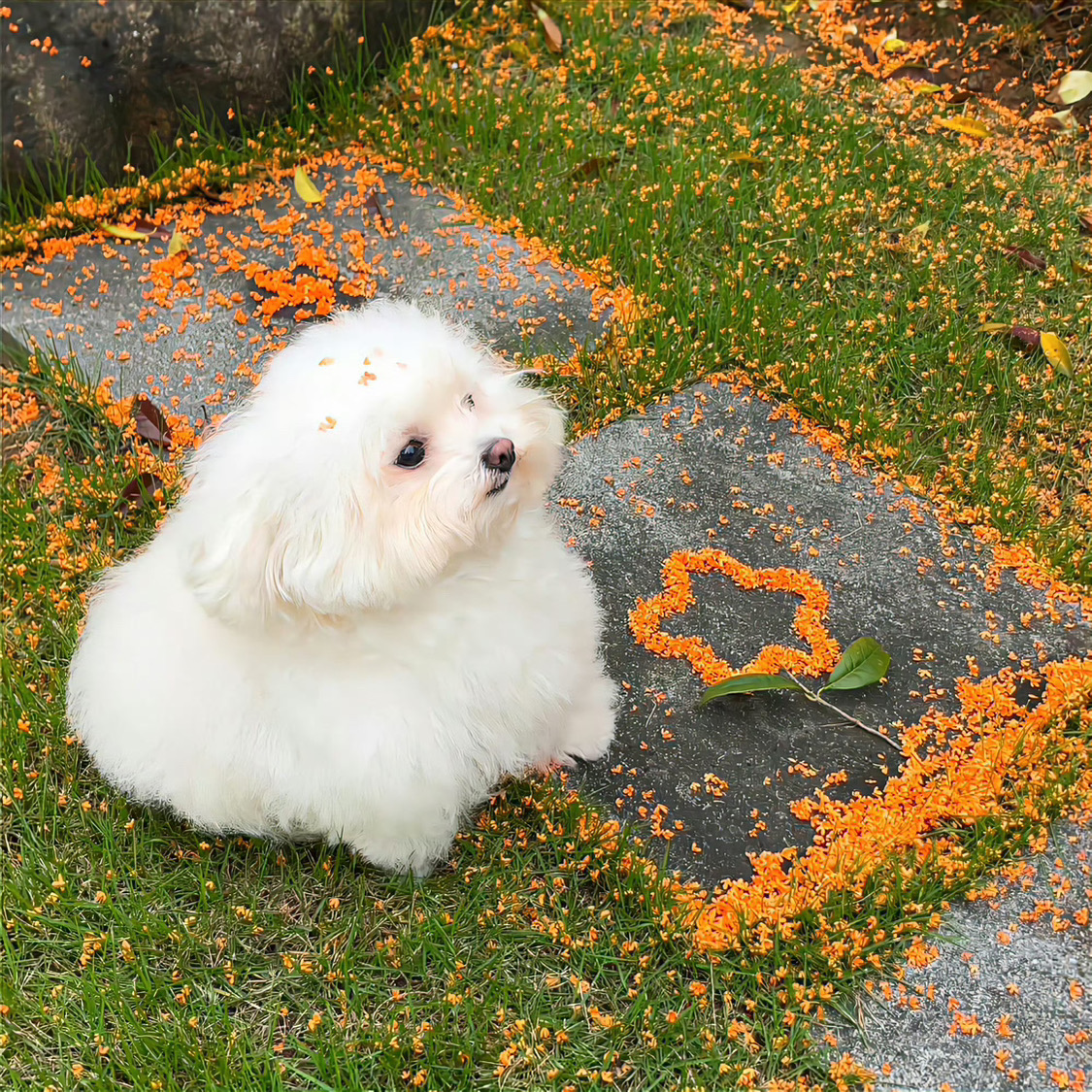 香港北角🇭🇰一房一廳找下一位