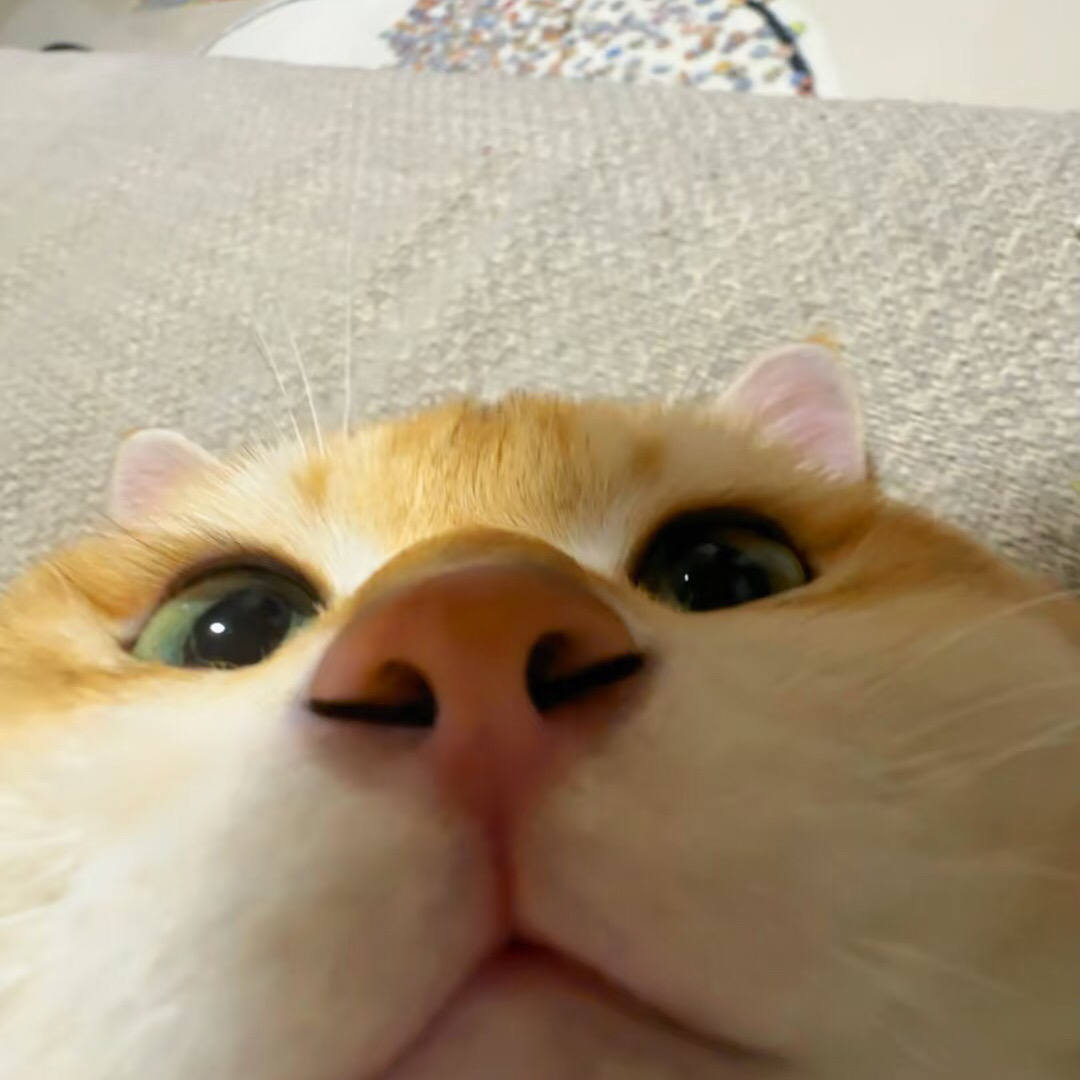 UCL附近studio!步行上學,樓下就是攝政花園