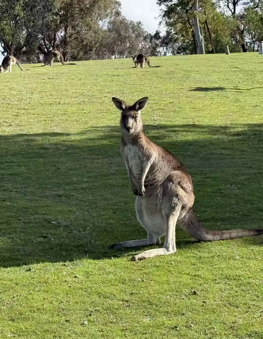 這個袋鼠寶寶可愛捏🦘