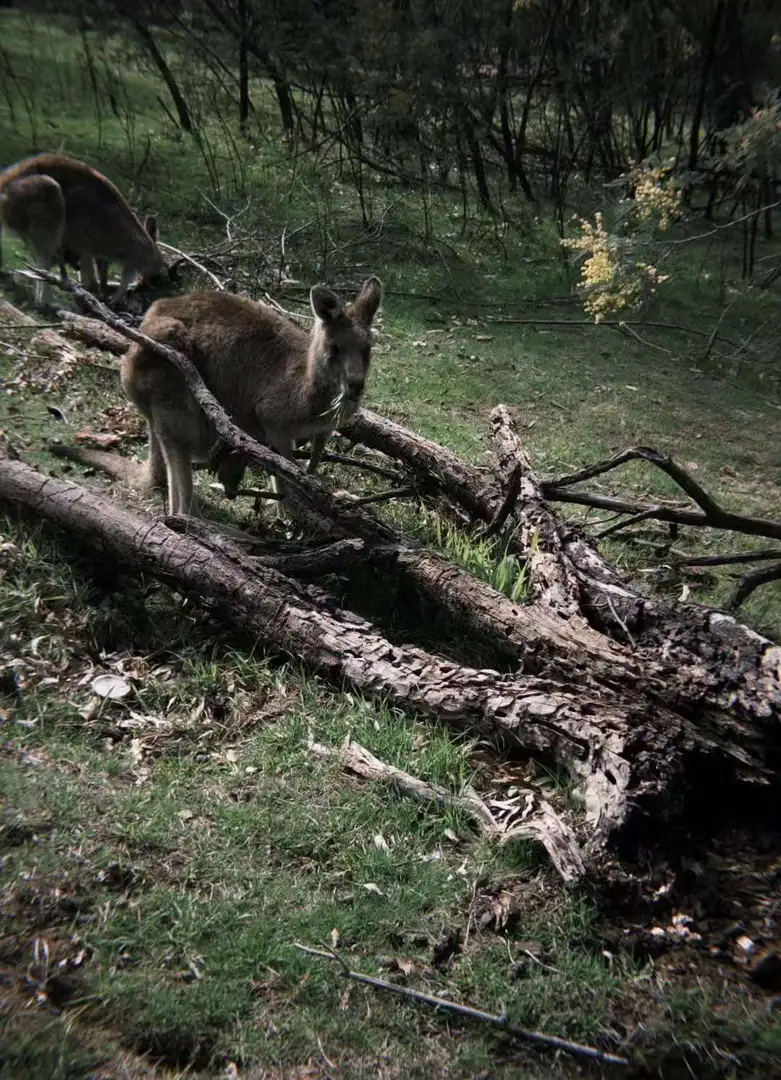這個袋鼠寶寶可愛捏🦘