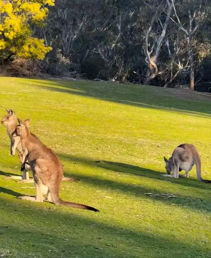這個袋鼠寶寶可愛捏🦘