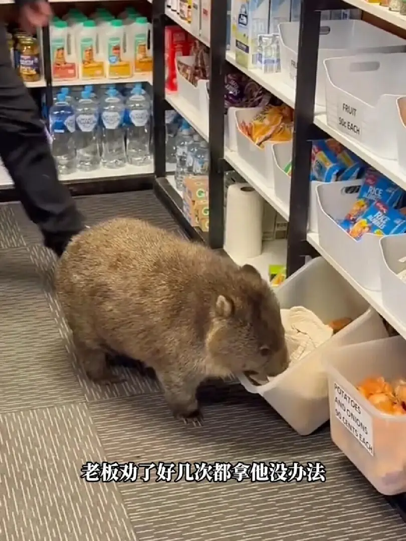 🇦🇺可愛可愛的袋熊