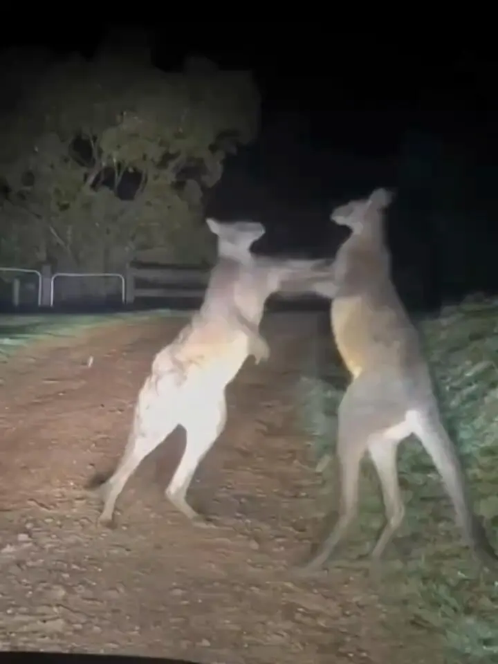 大晚上的，不要打了啦