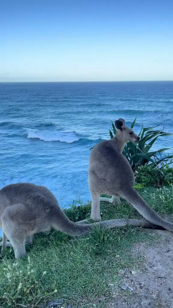布里斯班这里居然可以同时看到袋鼠和大海