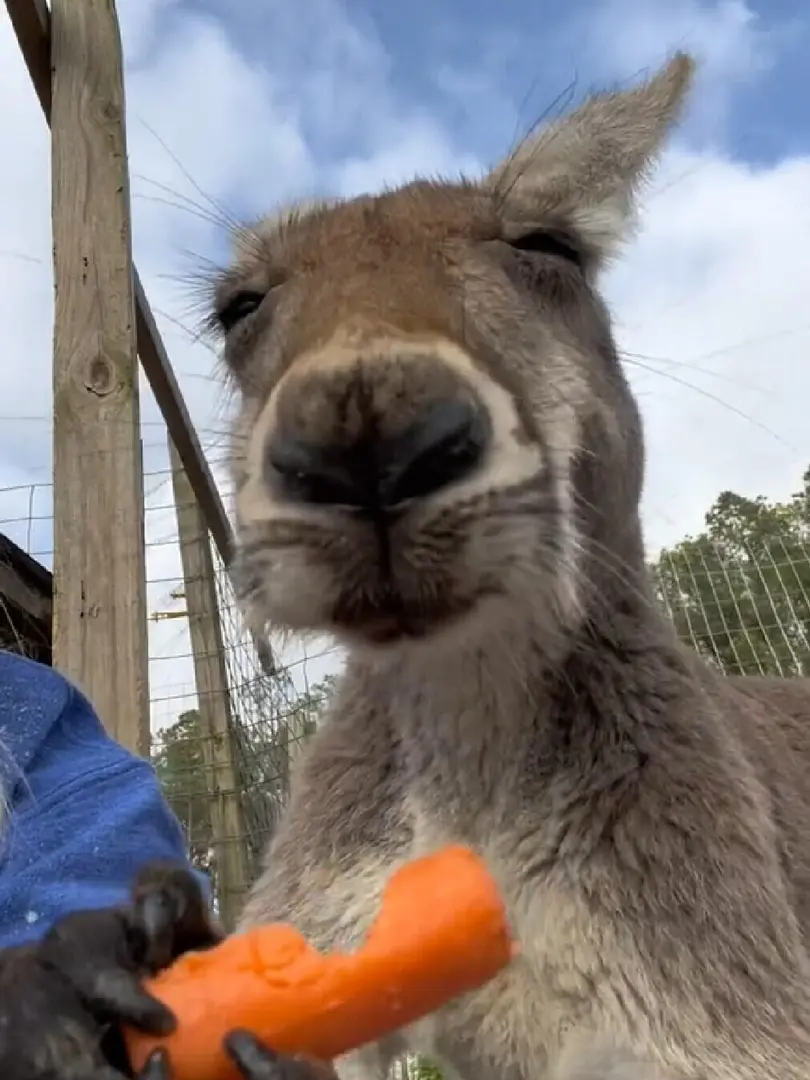 我不允許還有人沒看過袋鼠吃東西🇦🇺
