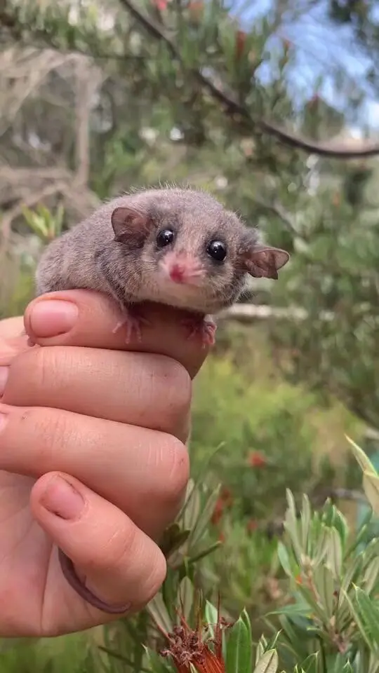 史上最可愛的負鼠!💚