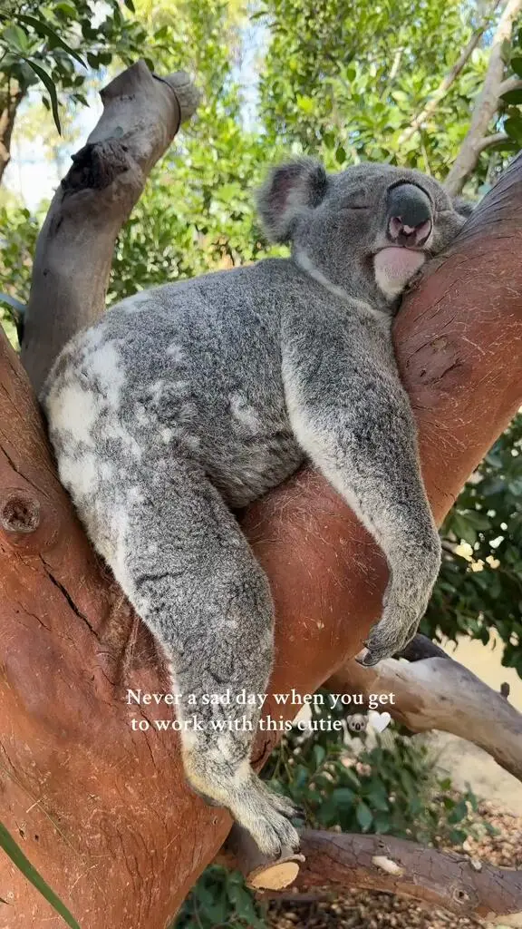 昏昏欲睡的小宝宝🐨🐨