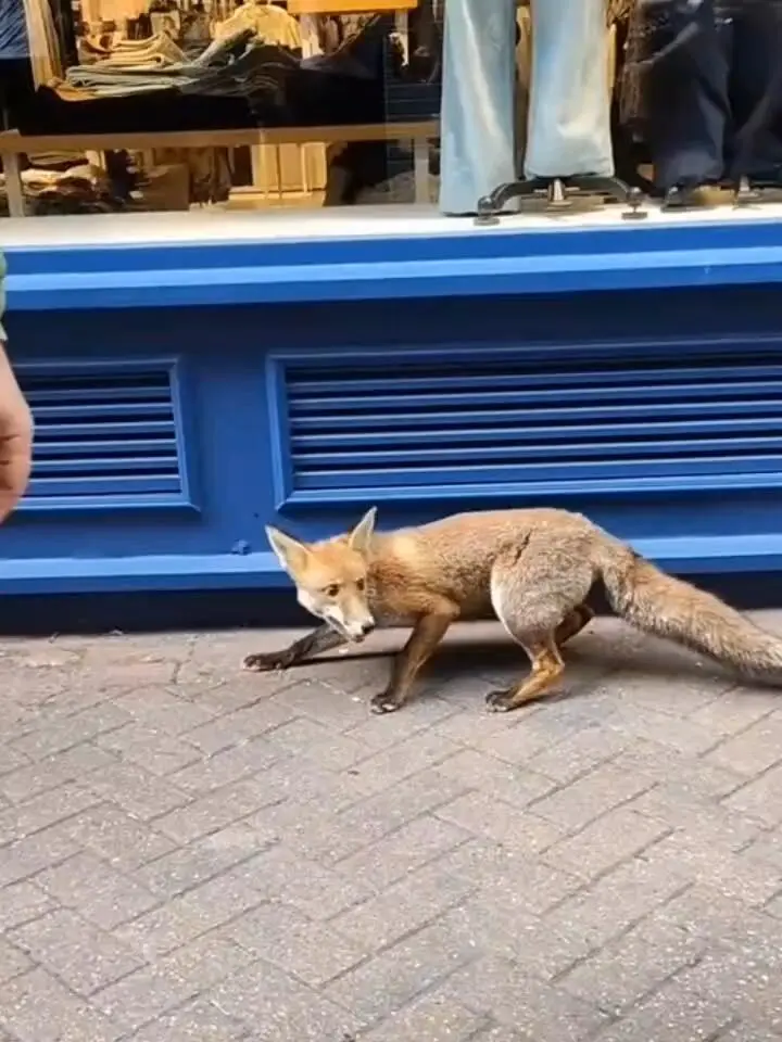 伦敦街头，一只惊恐小狐狸误入