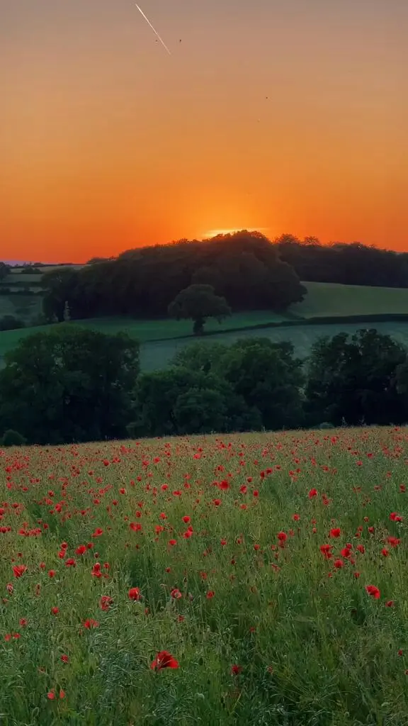 謝菲居然有這麼漂亮的地方😭