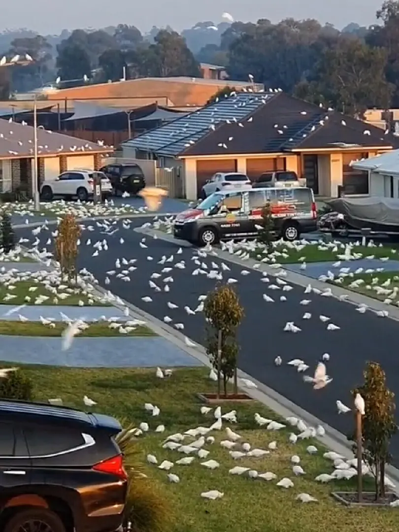 雪梨郊區的朋友拍到的蒜苗鳥