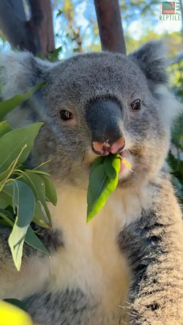 一個在吃東西的可愛寶寶🐨