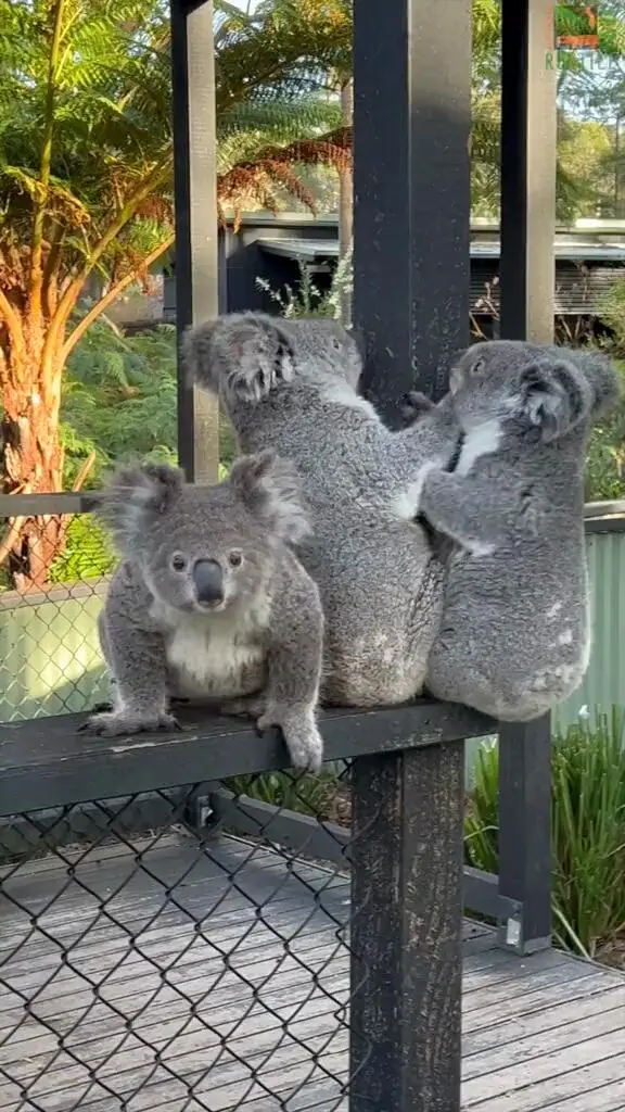 三個很有鏡頭感的小傢伙🐨