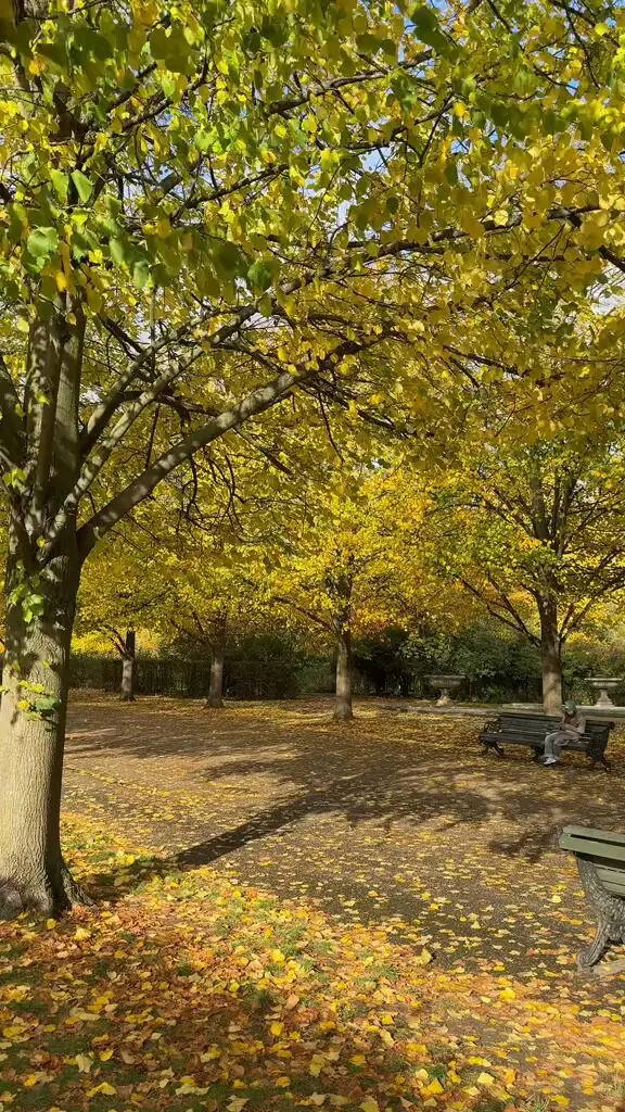 來政社公園看場落葉吧🍂