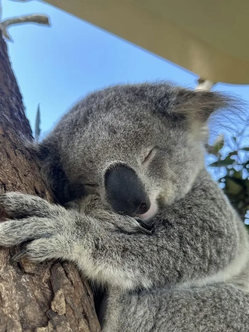 澳洲土特產🐨