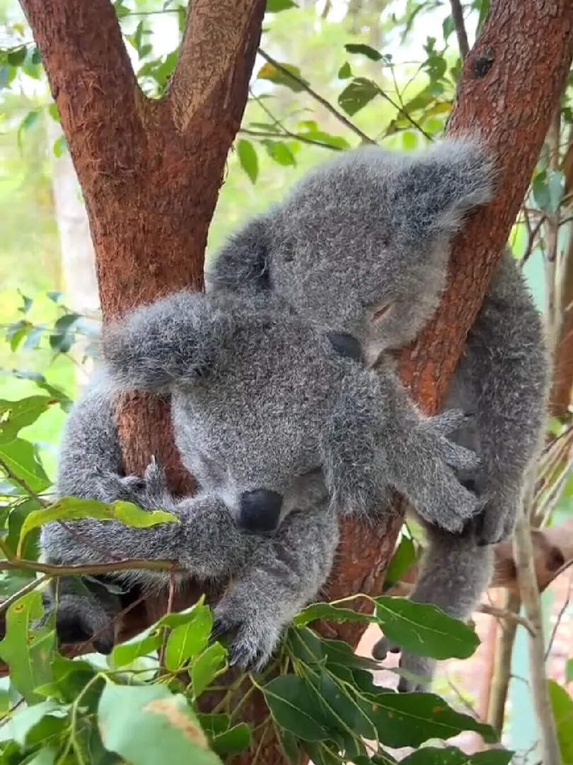 啊啊啊啊啊 疯狂尖叫！谁来懂一下