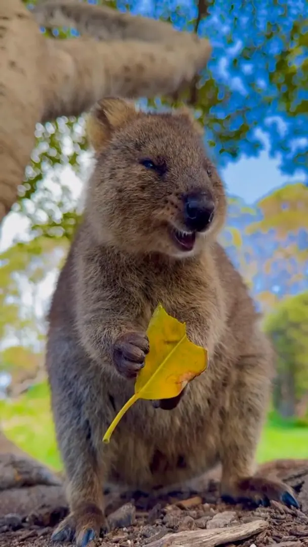 吃🍂的樣子好🉑️愛呀~