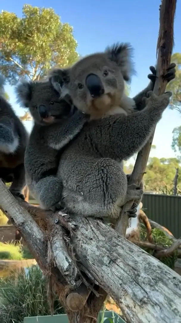 真的是太萌啦！🐨🇦🇺