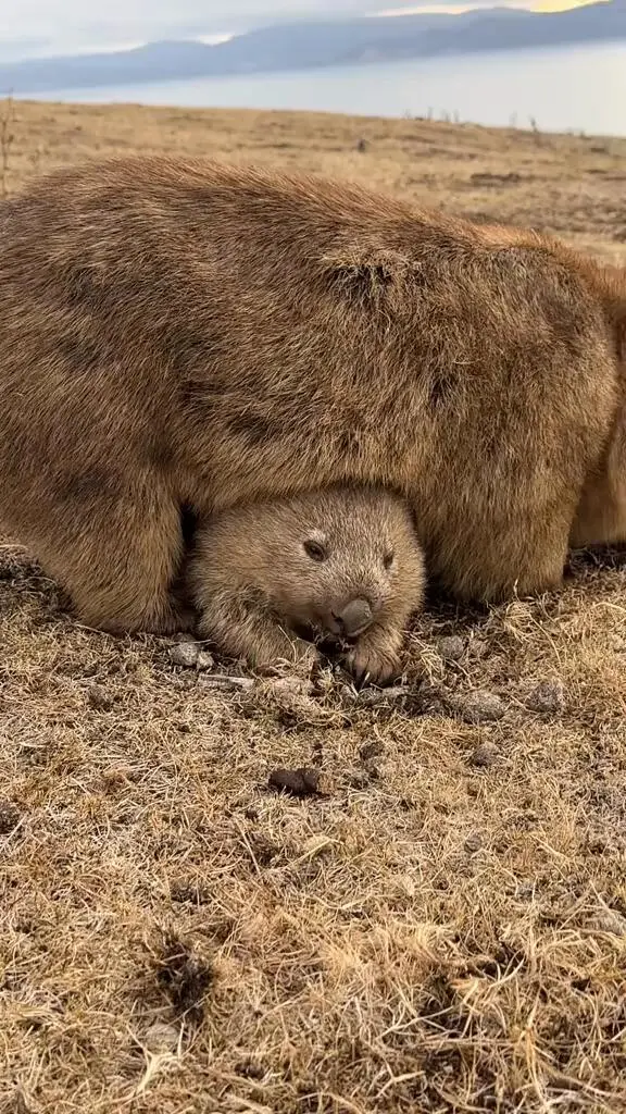 又是你！小袋熊🐻！