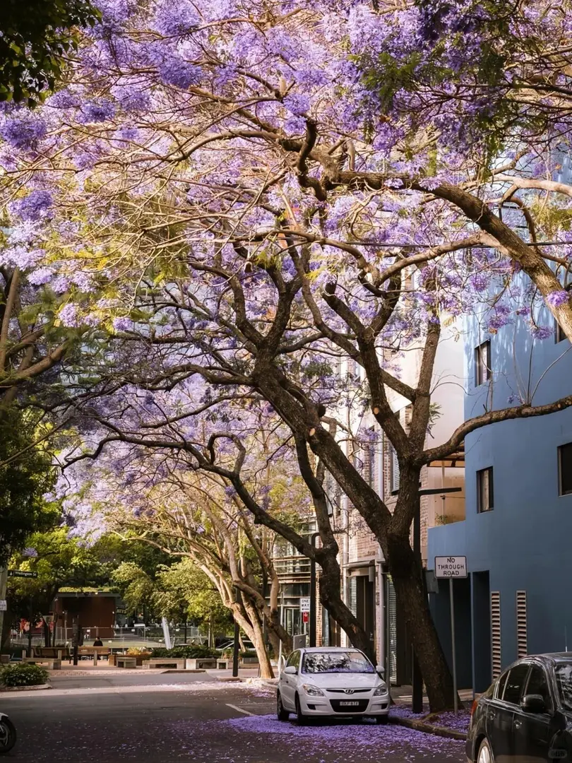 救命！雪梨真的比墨爾本香太多了！🌊🌞