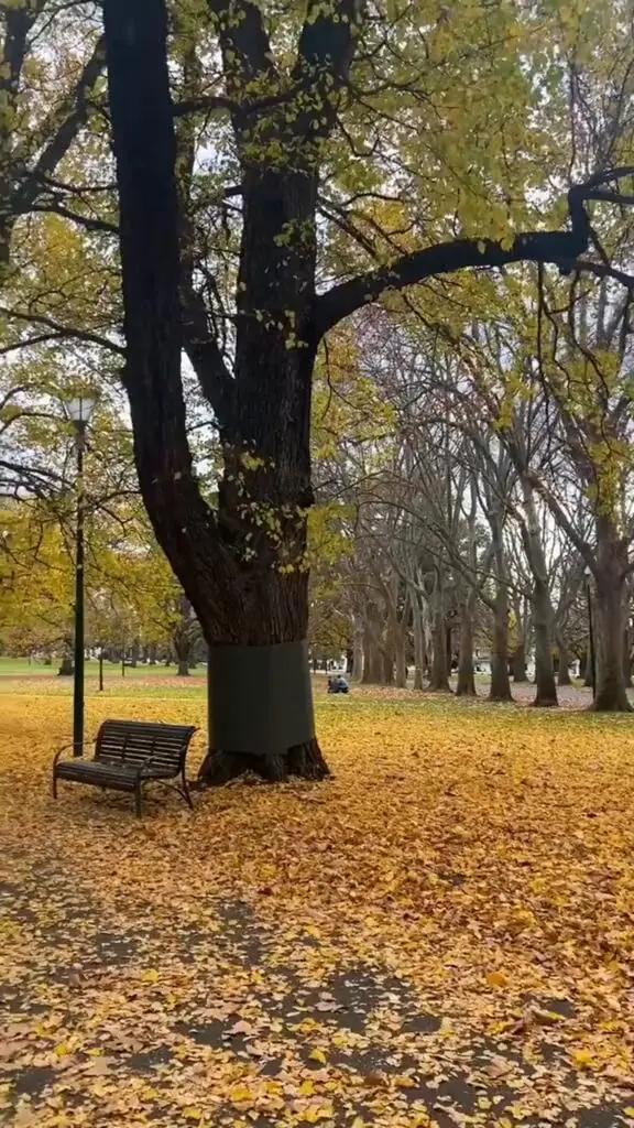 🇦🇺墨尔本｜秋天的公园🍂