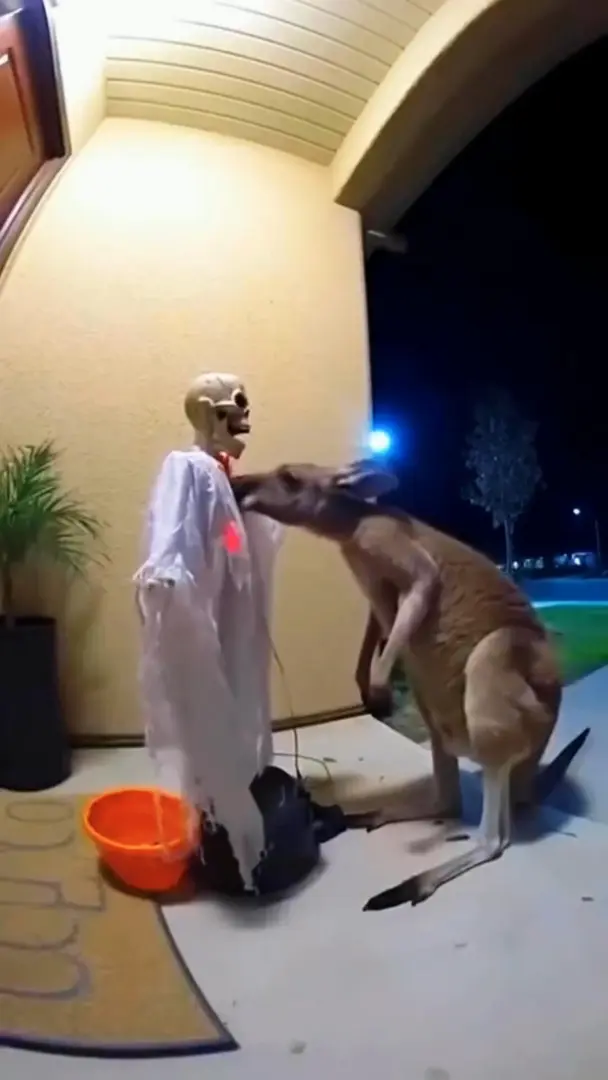 澳洲萬聖節現場：袋鼠也來搗蛋 太有那味啦