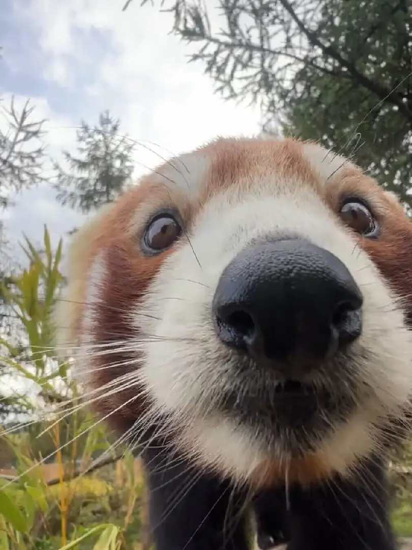 太可愛了！怎麼會有這麼可愛的小東西啊