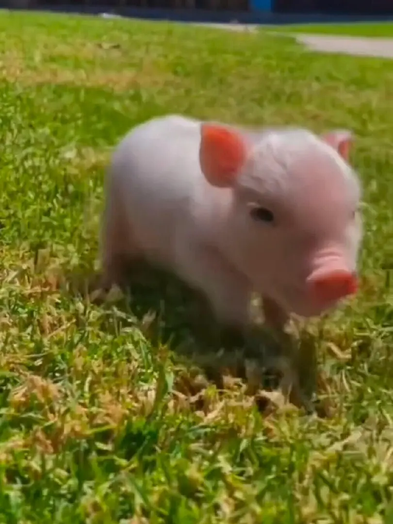 豬豬豬豬豬豬～～～