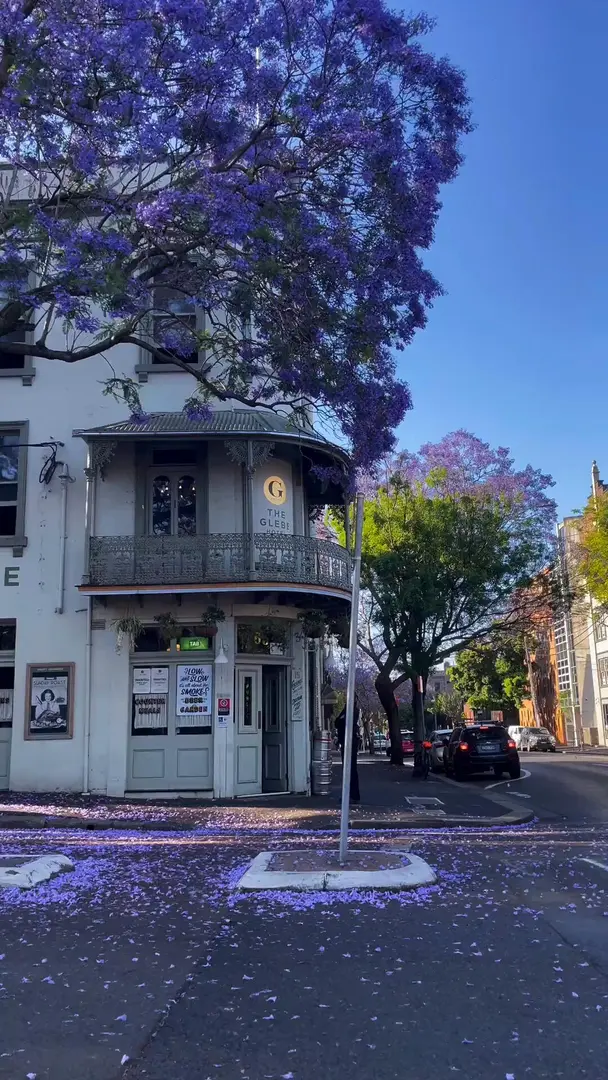 布里斯班的蓝花楹