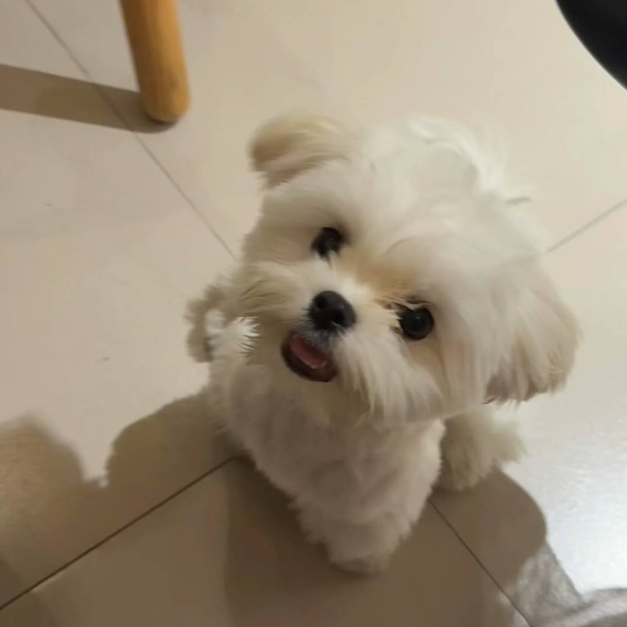 我成功租到了墨尔本的温馨小窝！