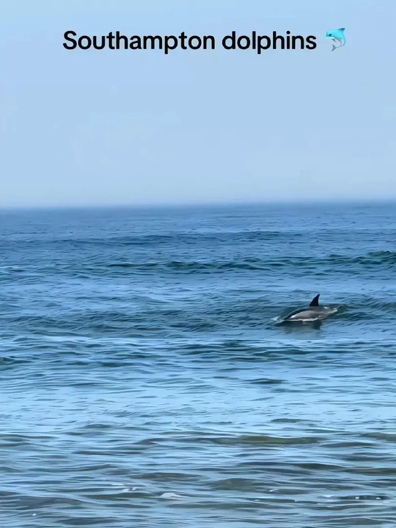 南安海边偶遇海豚🐬！！！