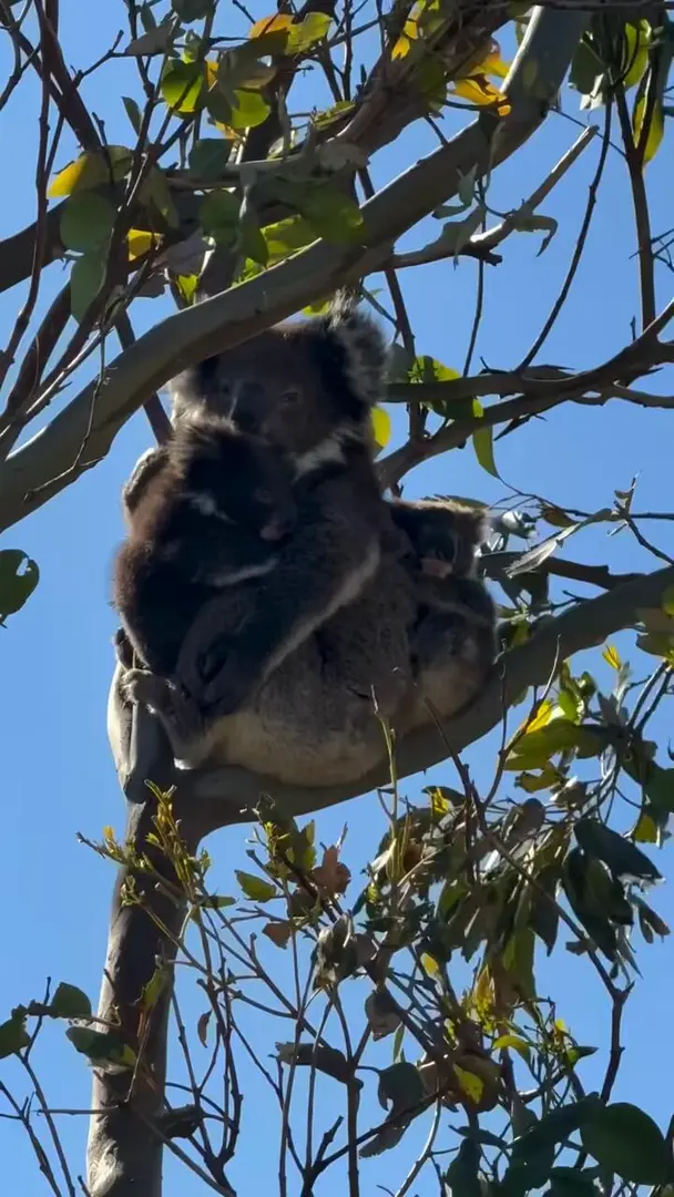 来考拉母子的三倍可爱