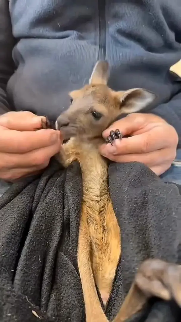 小小的，可以放在手里，可爱炸！