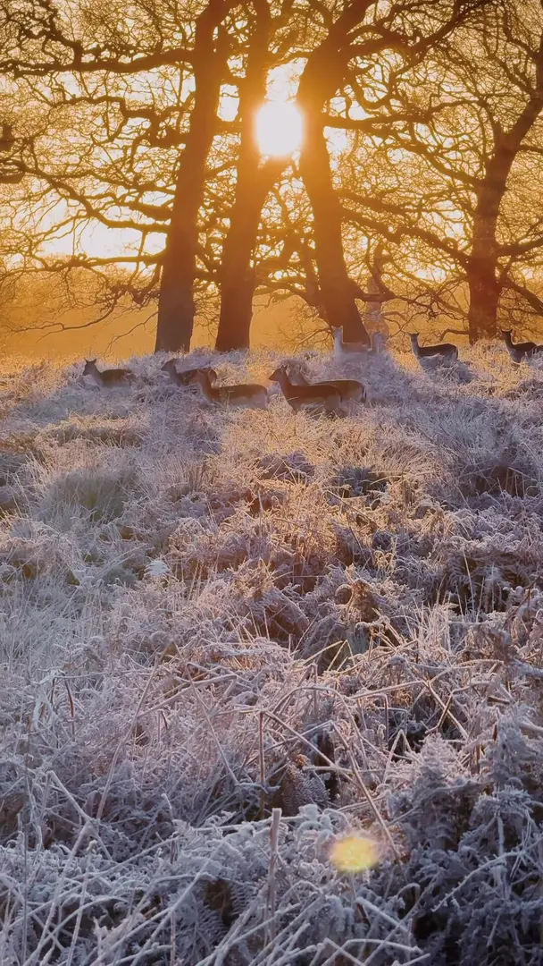 🇬🇧里奇蒙公園美麗結霜的早晨