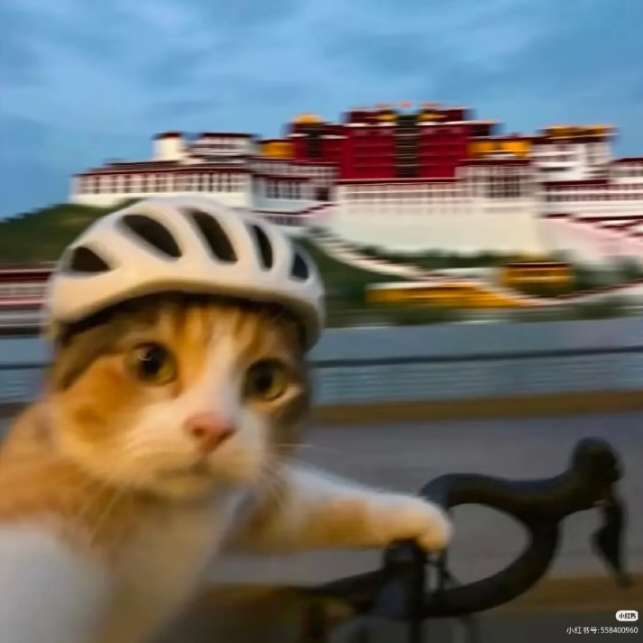 伦敦2b2b公寓转租✨