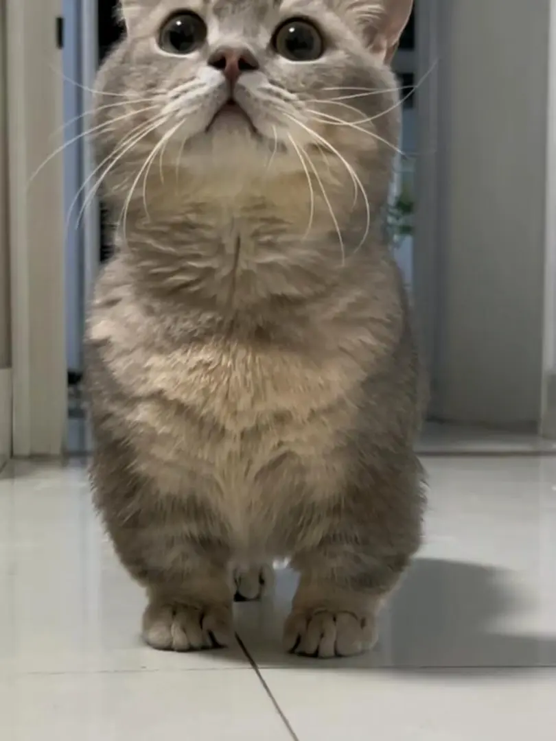 猫步｜小短腿·咪