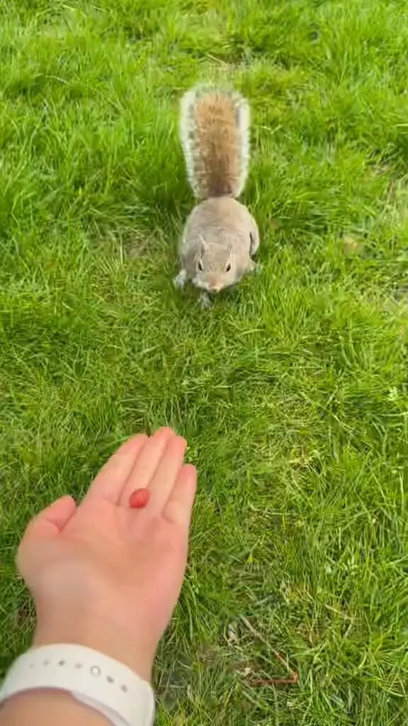 在伦敦喂到了松鼠🐿️！！