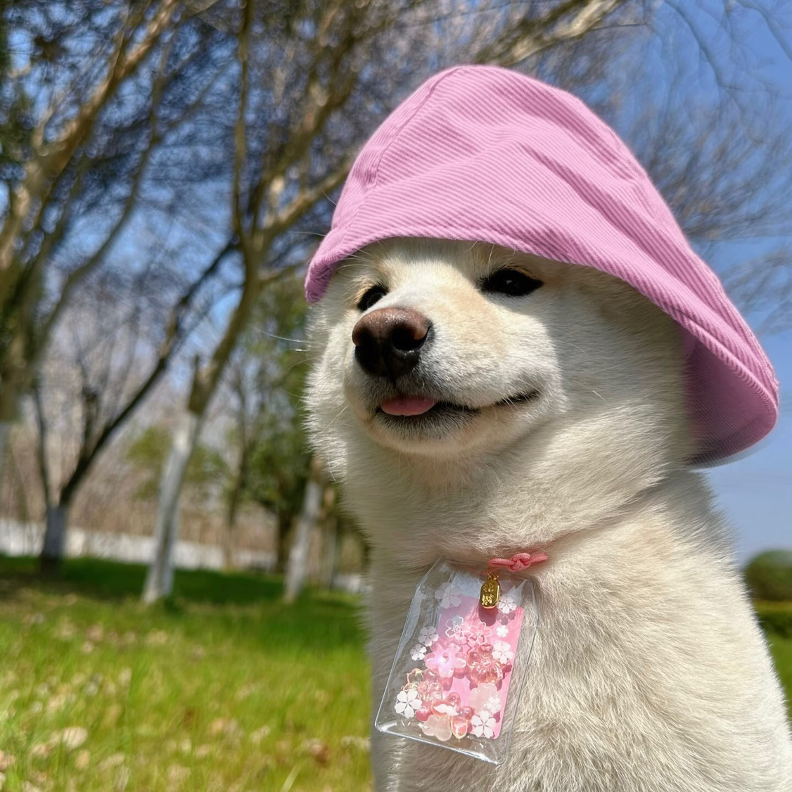 悉尼➗1b｜搬走和对象住啦～